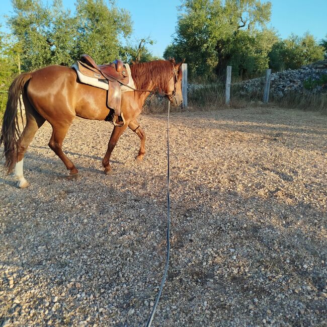 Cavalla in vendita, Michael , Konie na sprzedaż, Ruvo Di Puglia