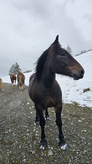 Noriker Stute, Sabrina , Konie na sprzedaż, Dölsach