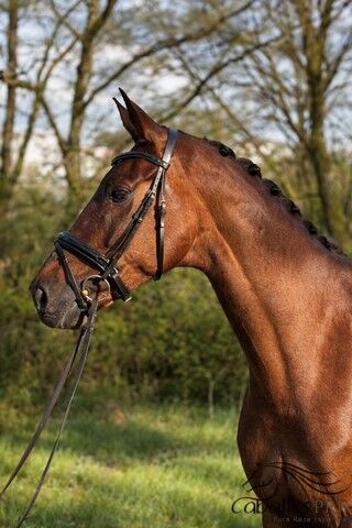 Oldenburger Stute - 1.77 m - Level 4 - Sezuan´s Donnerhall, Thomas Adams (Caballos PRE), Konie na sprzedaż, Bell