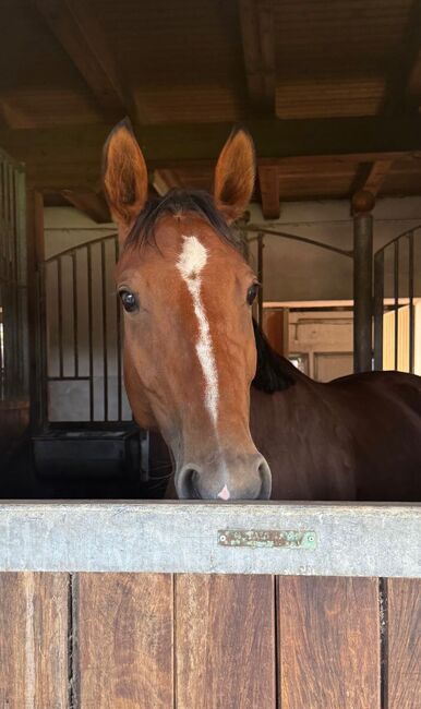 Oldenburger Stute mit Herz, Qualität und Charakter, Katharina Lehmann (Pferdevermittlung Leus), Konie na sprzedaż, Amstetten