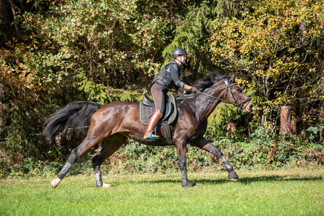 Warmblutstute mit Herz, Selina Leutschacher, Konie na sprzedaż, Weinitzen