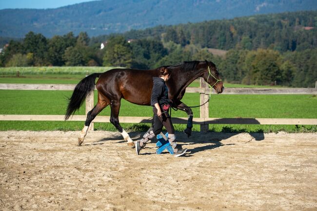 Warmblutstute mit Herz, Selina Leutschacher, Konie na sprzedaż, Weinitzen, Image 3