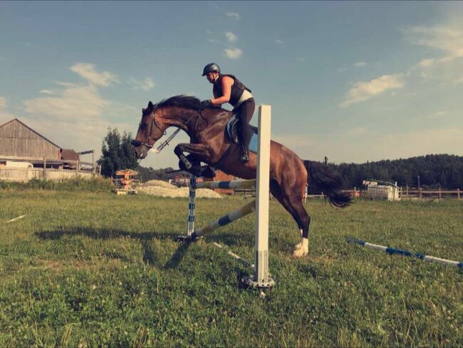 Warmblutstute mit Herz, Selina Leutschacher, Konie na sprzedaż, Weinitzen, Image 6