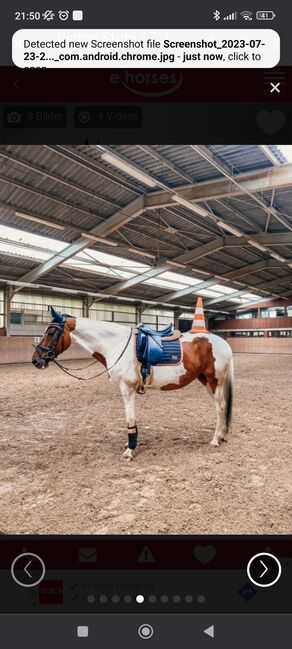 Pinto Hunter Stute, Nadine , Konie na sprzedaż, Bad Wünnenberg, Image 3