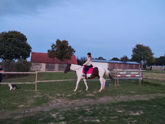 Pinto Hunter Stute, Nadine , Konie na sprzedaż, Bad Wünnenberg, Image 4