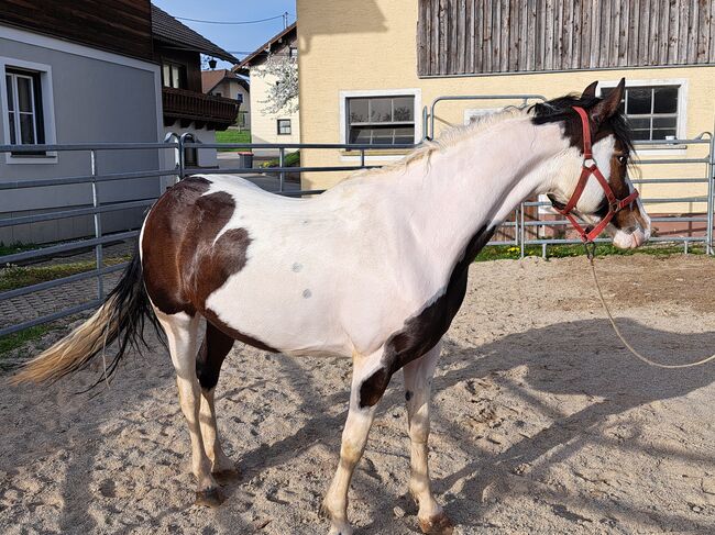 Pintostute, Luinetta, Konie na sprzedaż, Moosdorf 