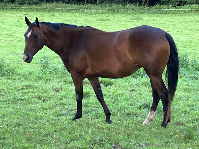 Pinto Stute - toller Allrounder - sucht neues Zuhause, Andrea Klein, Konie na sprzedaż, Marienmünster, Image 2