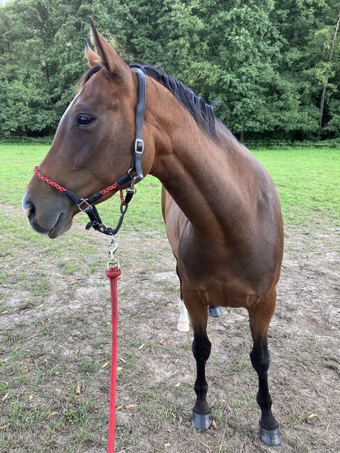 Pinto Stute - toller Allrounder - sucht neues Zuhause, Andrea Klein, Konie na sprzedaż, Marienmünster, Image 7