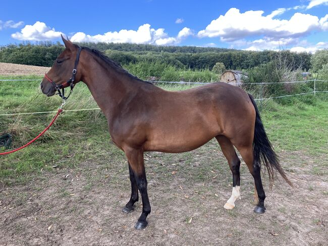 Pinto Stute - toller Allrounder - sucht neues Zuhause, Andrea Klein, Konie na sprzedaż, Marienmünster, Image 8