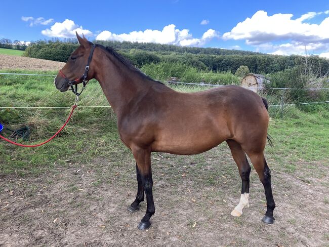 Pinto Stute - toller Allrounder - sucht neues Zuhause, Andrea Klein, Konie na sprzedaż, Marienmünster, Image 10