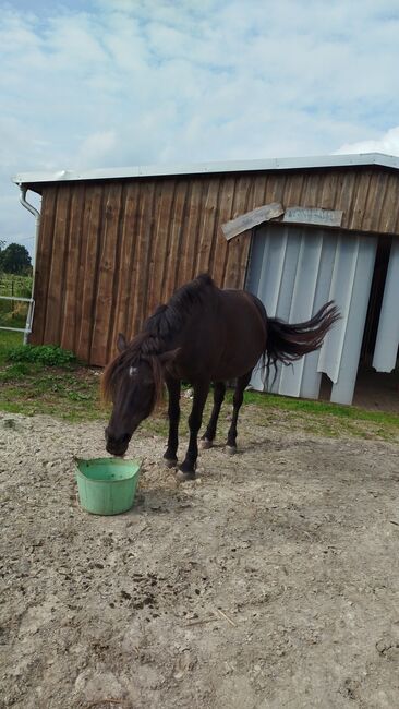 Pony Stute, Jes, Konie na sprzedaż, Neugaude 