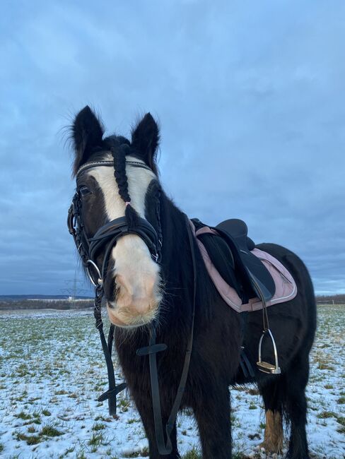 Pony Tinkerstute zu verkaufen, Christian, Konie na sprzedaż, Mittelbach, Image 3