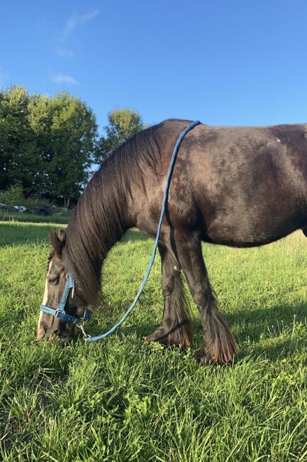 Pony Tinkerstute zu verkaufen, Christian, Konie na sprzedaż, Mittelbach, Image 4