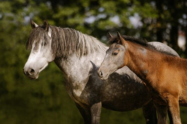 Ponystute mit Hengstfohlen, Sport- und Freizeitpferde Fuchs, Konie na sprzedaż, Ellgau, Image 2