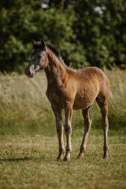 Ponystute mit Hengstfohlen, Sport- und Freizeitpferde Fuchs, Konie na sprzedaż, Ellgau, Image 4