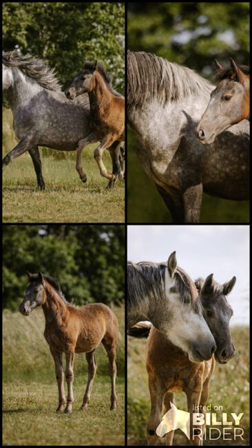 Ponystute mit Hengstfohlen, Sport- und Freizeitpferde Fuchs, Konie na sprzedaż, Ellgau, Image 5