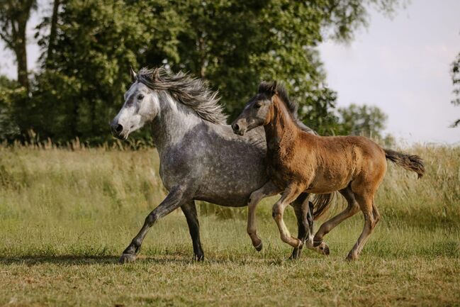 Ponystute mit Hengstfohlen, Sport- und Freizeitpferde Fuchs, Konie na sprzedaż, Ellgau