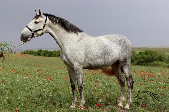 PRe Stute - 2021 - ca. 1.68 m - angeritten - direkt vom Züchter, Thomas Adams (Caballos PRE), Konie na sprzedaż, Bell