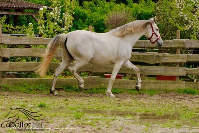 PRE Stute - Geritten - 6 jährig - ca. 1.64 m, Thomas Adams (Caballos PRE), Konie na sprzedaż, Bell, Image 7