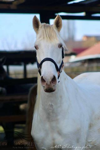 PRE Perlino Stute - 6 jährig - 1.60 m - Marti Verdia Abstammung, Thomas Adams (Caballos PRE), Konie na sprzedaż, Bell, Image 6