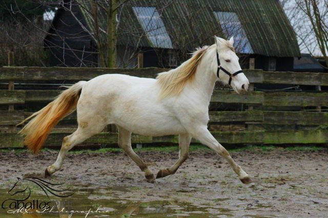 PRE Perlino Stute - 6 jährig - 1.60 m - Marti Verdia Abstammung, Thomas Adams (Caballos PRE), Konie na sprzedaż, Bell, Image 8