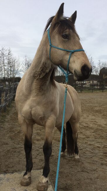 Quarterstute "Pretty Cookie" sucht schönes neues Zuhause, Angela Tesmer, Konie na sprzedaż, Tarsdorf, Image 2