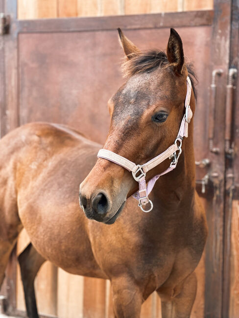 Qh Baystute *23 - Top Abstammung für Sport, Amelie Liegl, Konie na sprzedaż, Eppan, Image 2