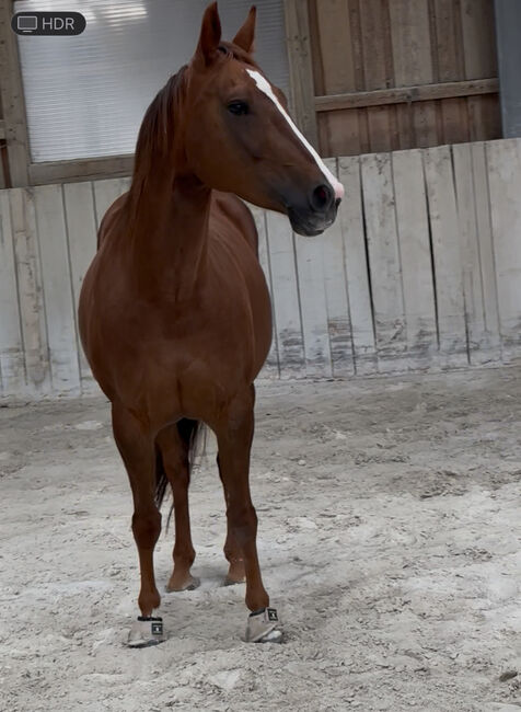 QH Stute Cutting-Cowhorse High Brow Cat, Diana Art, Konie na sprzedaż, Eichendorf, Image 2