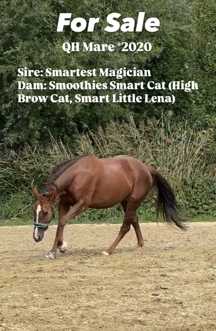 QH Stute Cutting-Cowhorse High Brow Cat, Diana Art, Konie na sprzedaż, Eichendorf