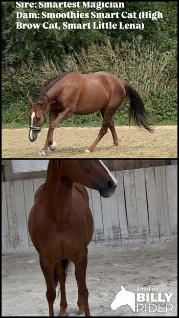 QH Stute Cutting-Cowhorse High Brow Cat, Diana Art, Konie na sprzedaż, Eichendorf, Image 3