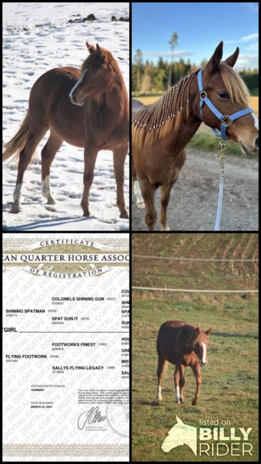 Quarter Horse Stute Reining Cowhorse Showprospect, Nadia Hofmaier , Konie na sprzedaż, Kirchberg im Wald, Image 9