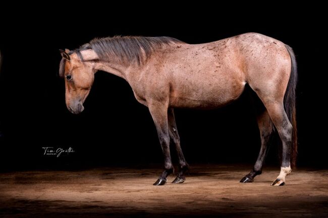 bay roan farbene, kompakte Quarter Horse Stute, Kerstin Rehbehn (Pferdemarketing Ost), Konie na sprzedaż, Nienburg