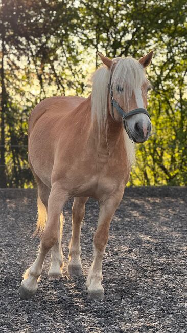 Haflinger Stute 14J, Corina Meier, Konie na sprzedaż, Zürich, Image 6
