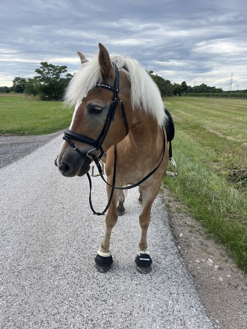 Haflingerstute Herzenspferd, Teresa Laubner, Konie na sprzedaż, Schönau an der Triesting 