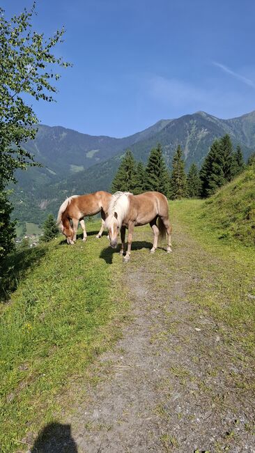Haflinger Stute, Celina, Konie na sprzedaż, Dorfgastein, Image 4