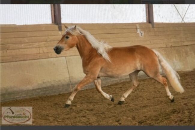 Haflinger Stute, kerstin sumann, Konie na sprzedaż, Hinterwachsenberg
