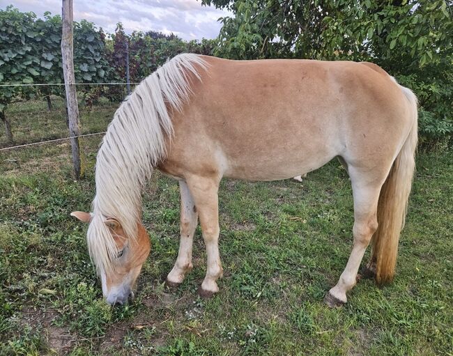 Haflinger Stute, Kathi, Konie na sprzedaż, Höflein