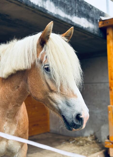 Haflinger Stute, Claudia K, Konie na sprzedaż, Völkermarkt, Image 3