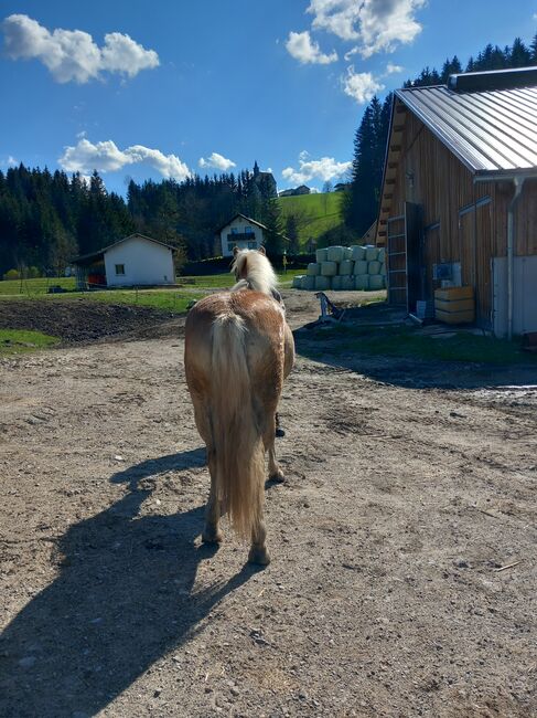 Haflinger Stute, Pfeffer Mathias , Konie na sprzedaż, Wienerbruck, Image 7