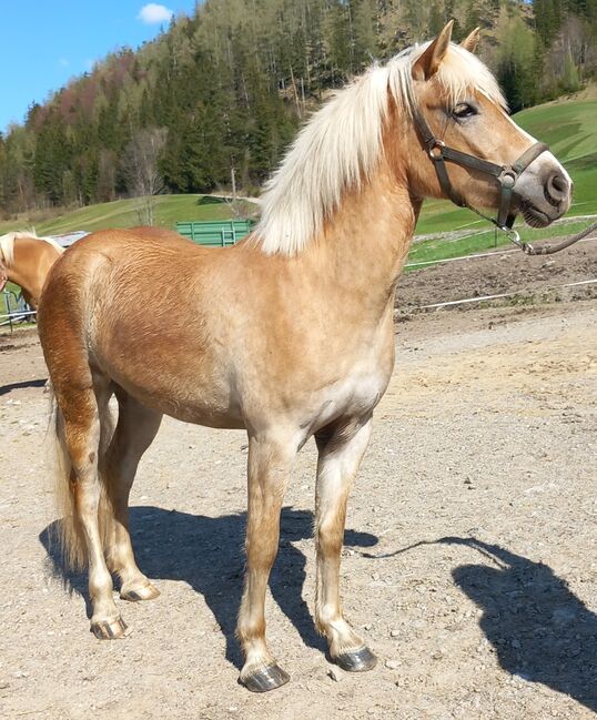 Haflinger Stute, Pfeffer Mathias , Konie na sprzedaż, Wienerbruck, Image 11