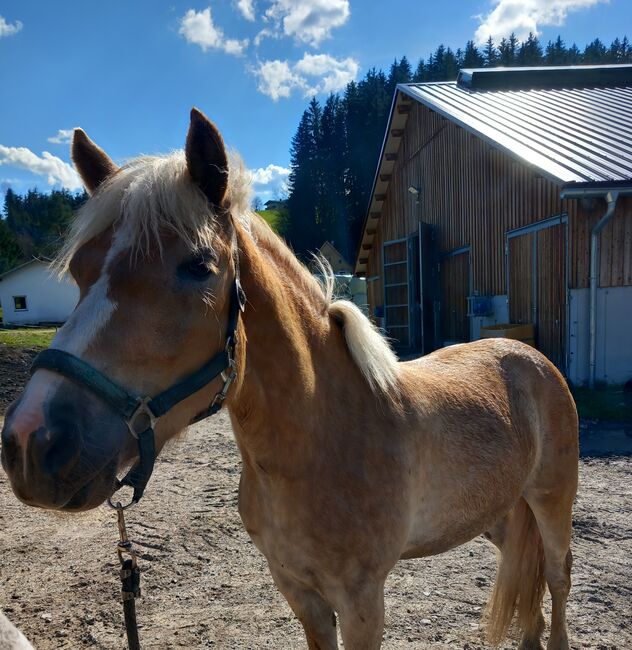 Haflinger Stute, Pfeffer Mathias , Konie na sprzedaż, Wienerbruck, Image 6