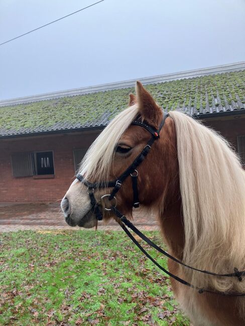 Haflinger Stute, Louisa Sandstede , Konie na sprzedaż, Edewecht, Image 4