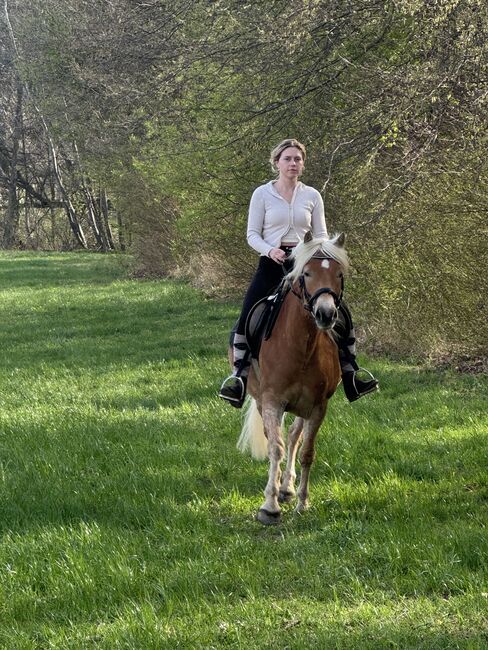 Haflingerstute Verlasspferd, Brigitte , Konie na sprzedaż, Biberbach 