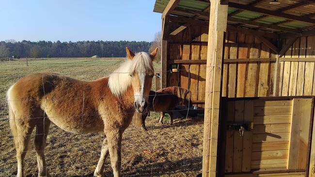 Haflinger Stute, Jährling, Pony, Laureen, Konie na sprzedaż, Groß Schönebeck (Schorfheide)