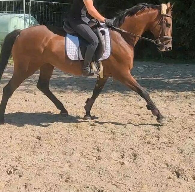 Irish-Sport Horse Stute, Nadine , Konie na sprzedaż, Bad Wünnenberg, Image 2