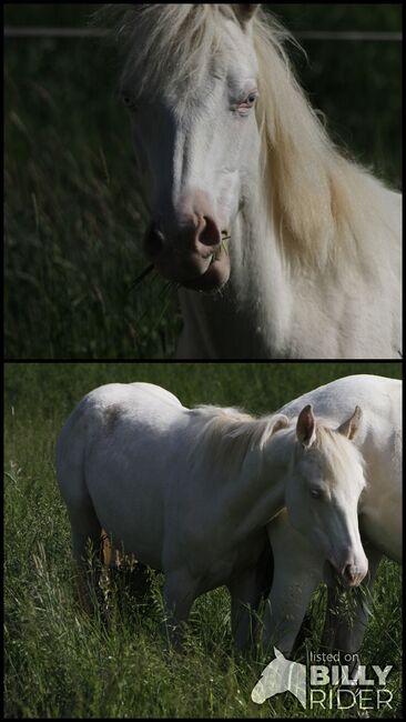 Paint Horse Stute Perlino Dun Frame Overo, GM Horses, Konie na sprzedaż, Warburg, Image 3