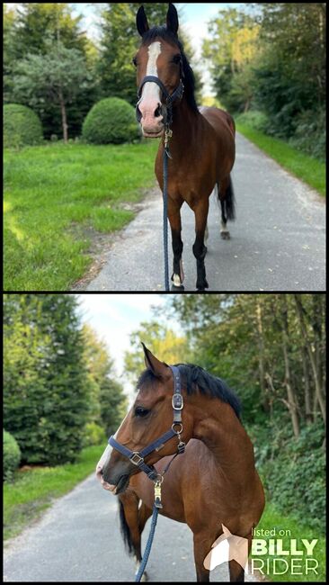 Belgische Reitponystute, Severine Frühbeis, Konie na sprzedaż, Paderborn , Image 3