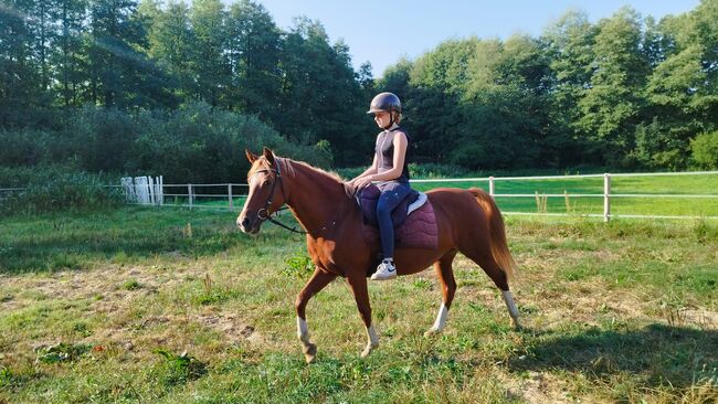 Deutsche Reitponystute, Zuchtstute, Endmaßpony, Charlotte Redzewsky, Konie na sprzedaż, Rheinsberg Flecken Zechlin, Image 2