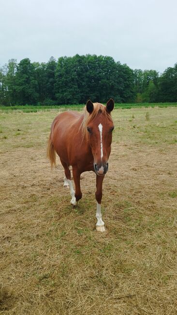 Deutsche Reitponystute, Zuchtstute, Endmaßpony, Charlotte Redzewsky, Konie na sprzedaż, Rheinsberg Flecken Zechlin, Image 4