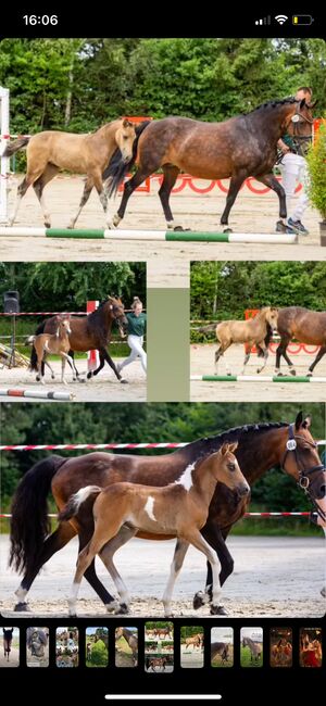 Deutsches Reitpony Stute in schöner Optik, Sarah Schmitz-Sontowski, Konie na sprzedaż, Wirges, Image 2